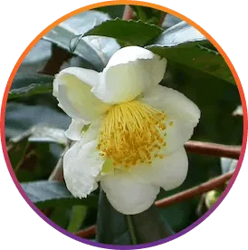 ResveraBurn Camellia Sinensis (Green Tea Extract) ingredient