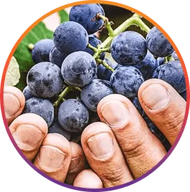 Resveratrol ingredient