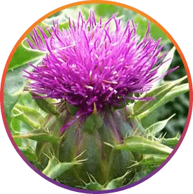 Silymarin (Milk Thistle Extract) ingredient