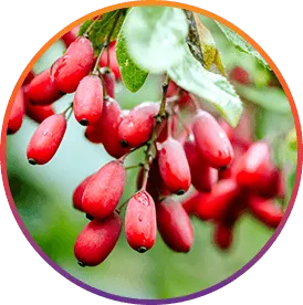 Genistein ingredient