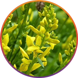 ResveraBurn Genistein ingredient