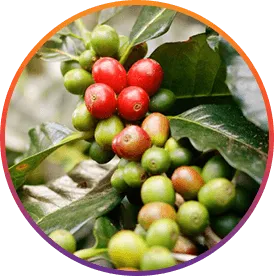 ResveraBurn Chlorogenic Acid ingredient