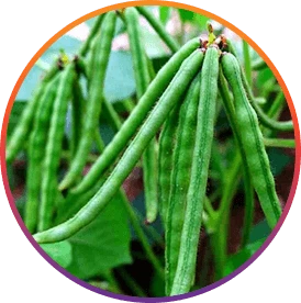 ResveraBurn Choline ingredient